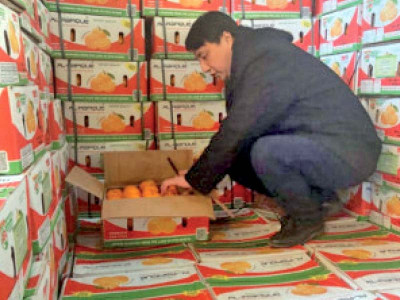 exported kinnow price up 18 times in china exported kinnow price up 18 times in china