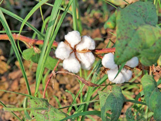 the decline in cotton crop is expected to impact the real gdp growth for fy20 because of its impact on value addition cotton ginning agri based industries and the services sector photo file the decline in cotton crop is expected to impact the real gdp growth for fy20 because of its impact on value addition cotton ginning agri based industries and the services sector photo file