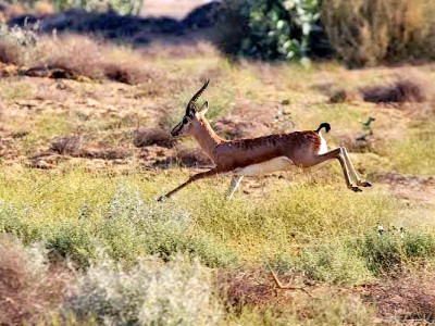 wildlife dept investigating illegal hunting of deer wildlife dept investigating illegal hunting of deer