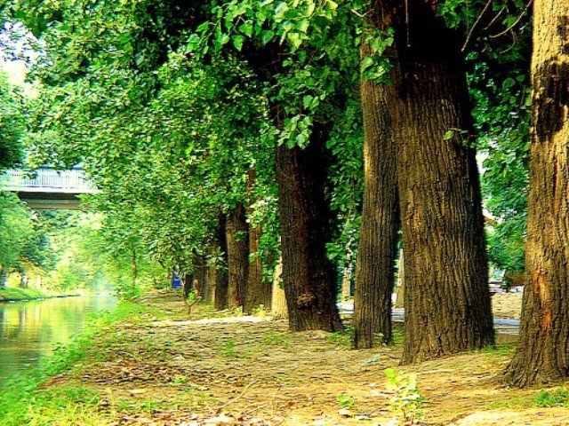 green belts in city to be beautified