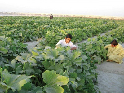 perishable items fruit exporters suffered the most perishable items fruit exporters suffered the most