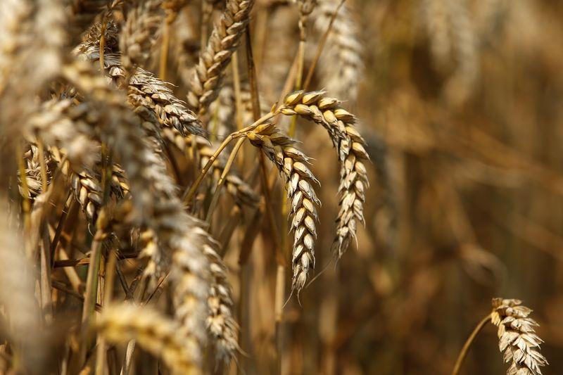 despite covid 19 fears wheat procurement drive to start per schedule