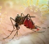 global warming expands spread of tbe chikungunya global warming expands spread of tbe chikungunya