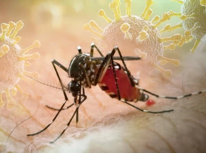 global warming expands spread of tbe chikungunya