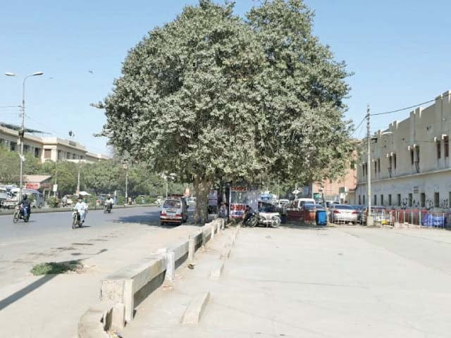 a view of ma jinnah road through which the track for the green line brt project is to pass trees old enough to be consid ered ancient along the track have hindered the project s progress photo express a view of ma jinnah road through which the track for the green line brt project is to pass trees old enough to be consid ered ancient along the track have hindered the project s progress photo express