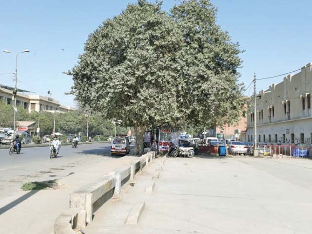 a view of ma jinnah road through which the track for the green line brt project is to pass trees old enough to be consid ered ancient along the track have hindered the project s progress photo express