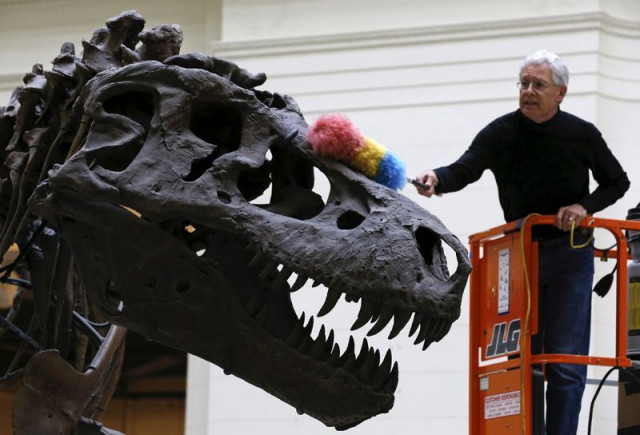 geologist bill simpson uses a feather duster to clean the tyrannosaurus rex fossil known as sue at the field museum in chicago illinois united states june 11 2015 photo reuters geologist bill simpson uses a feather duster to clean the tyrannosaurus rex fossil known as sue at the field museum in chicago illinois united states june 11 2015 photo reuters