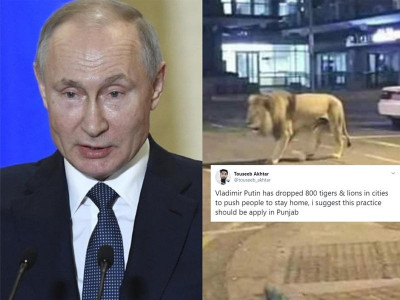 coronavirus fake video of lions and tigers on the streets of russia goes viral coronavirus fake video of lions and tigers on the streets of russia goes viral