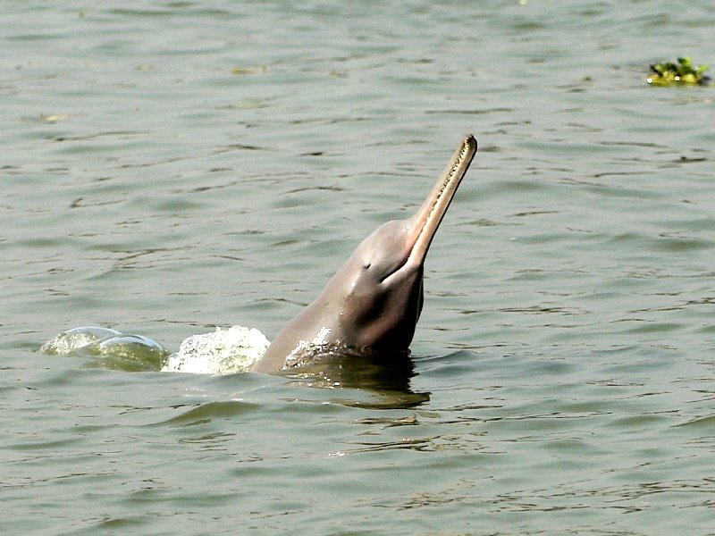 a file photo of an indus dolphin photo express