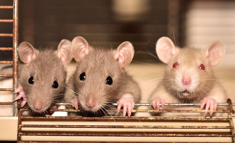 Photo of Tiny implants eradicate tumors in mice