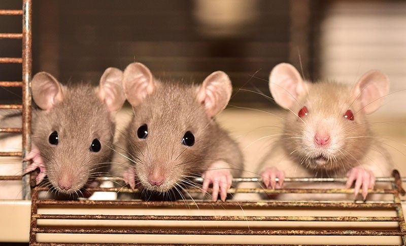 tiny implants eradicate tumors in mice