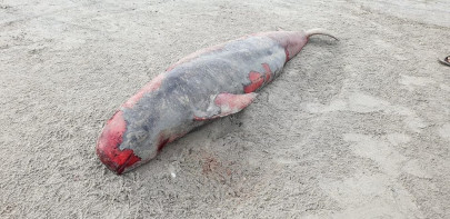 carcass washed ashore at karachi beach identified as risso s dolphin