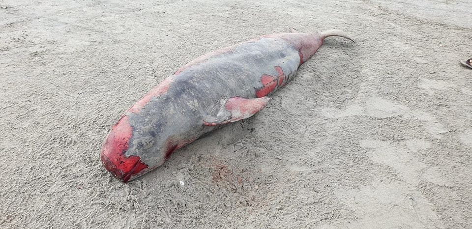 photograph of dolphin s carcass went viral on social media last week photo file