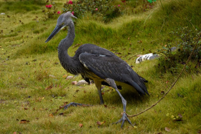 critically endangered birds spotted in south china critically endangered birds spotted in south china