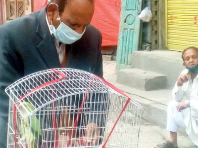 lockdown leaves dozens of pets trapped in rawalpindi lockdown leaves dozens of pets trapped in rawalpindi
