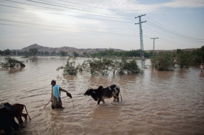 floods one year on much more needs to be done to improve rural livelihood fao floods one year on much more needs to be done to improve rural livelihood fao