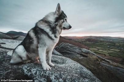 dog who played bran s direwolf in game of thrones died dog who played bran s direwolf in game of thrones died