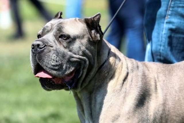 after giving chase washington state police were shocked to see a pit bull similar to the one pictured in the driver 039 s seat and a man steering and pushing the gas pedal from the passenger side photo afp after giving chase washington state police were shocked to see a pit bull similar to the one pictured in the driver 039 s seat and a man steering and pushing the gas pedal from the passenger side photo afp
