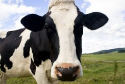 veterinary concerns doctors unable to handle four legged patients veterinary concerns doctors unable to handle four legged patients
