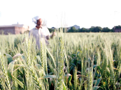kharif crop threatened by desert nymph attack kharif crop threatened by desert nymph attack