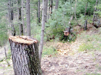 soan sakesar valley under threat of deforestation