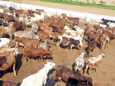 livestock sector suffers in lockdown livestock sector suffers in lockdown