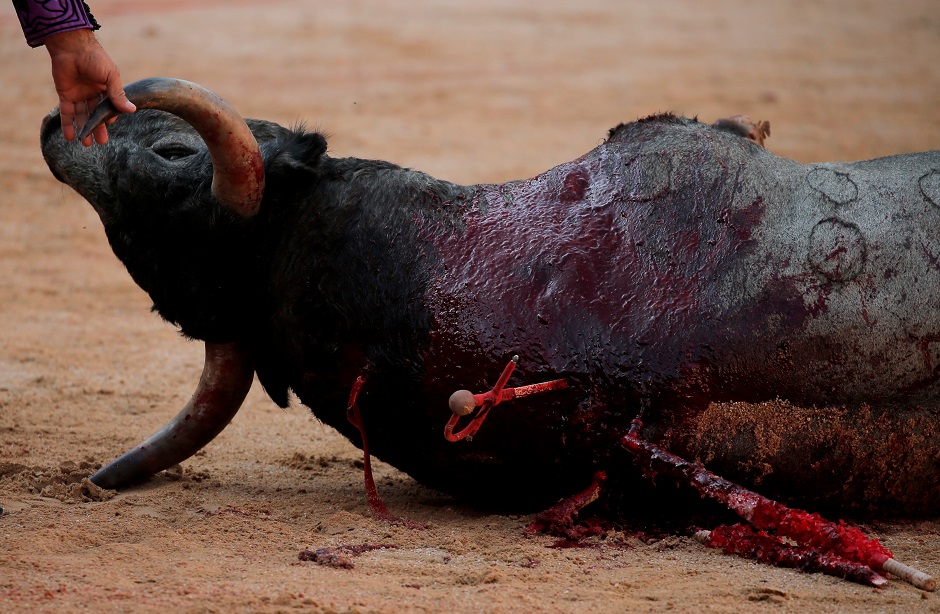 An assistant bullfighter touches the horn of a bull after Spanish bullfighter Pepe Moral drove a sword into it during a bullfight at the San Fermin festival in Pamplona, Spain:REUTERS