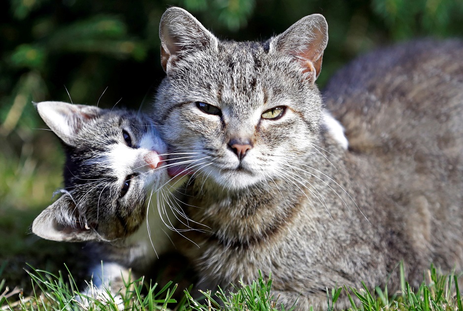 Cats are seen in the village of Krompach near the town of Cvikov, Czech Republic:REUTERS