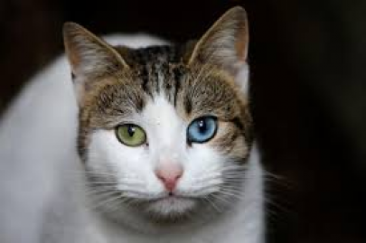 study suggests cats can get coronavirus but pet owners need not panic study suggests cats can get coronavirus but pet owners need not panic