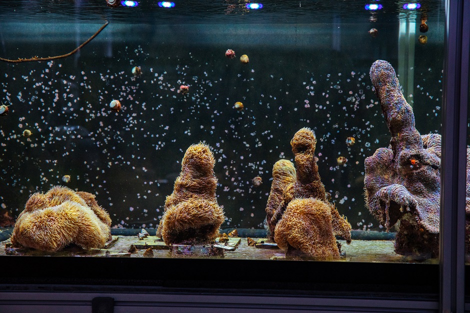  Light illuminates an aquarium full of Pillar coral just a few days before the animals would successfully spawn in an aquarium for the first time at a Florida Aquarium facility in Apollo Beach. PHOTO: REUTERS 