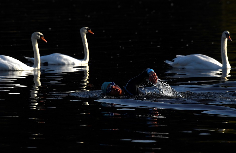 A swimmer passes swans whilst training during the early morning in the Serpentine lake in London. PHOTO