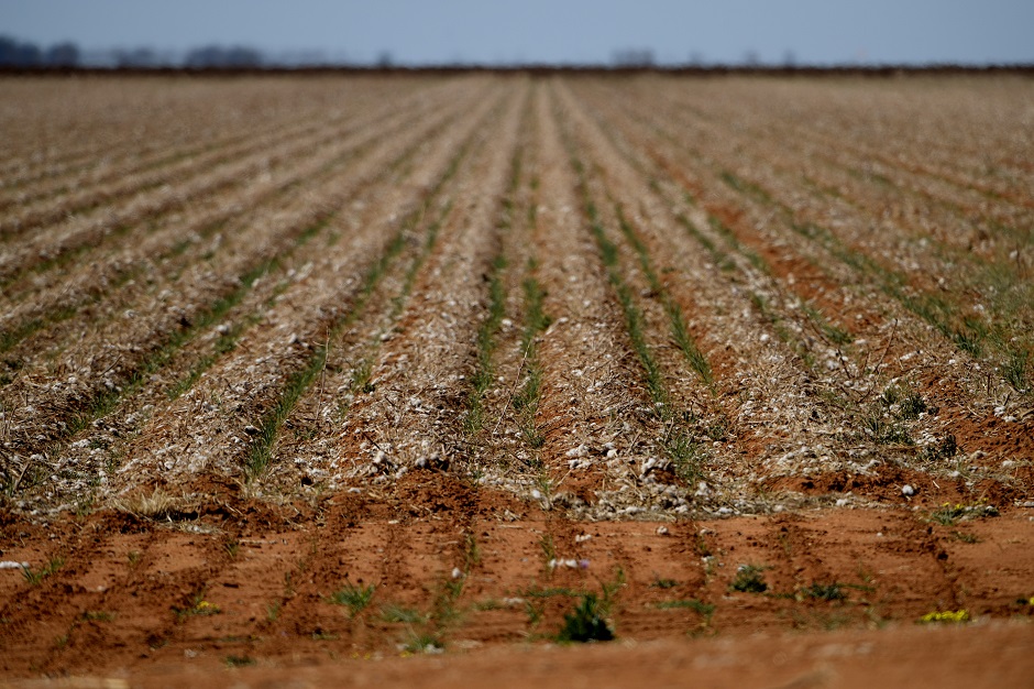 A field is sprinkled with the remnants of cotton after a harvest in Trangie, Australia. PHOTO: REUTERS