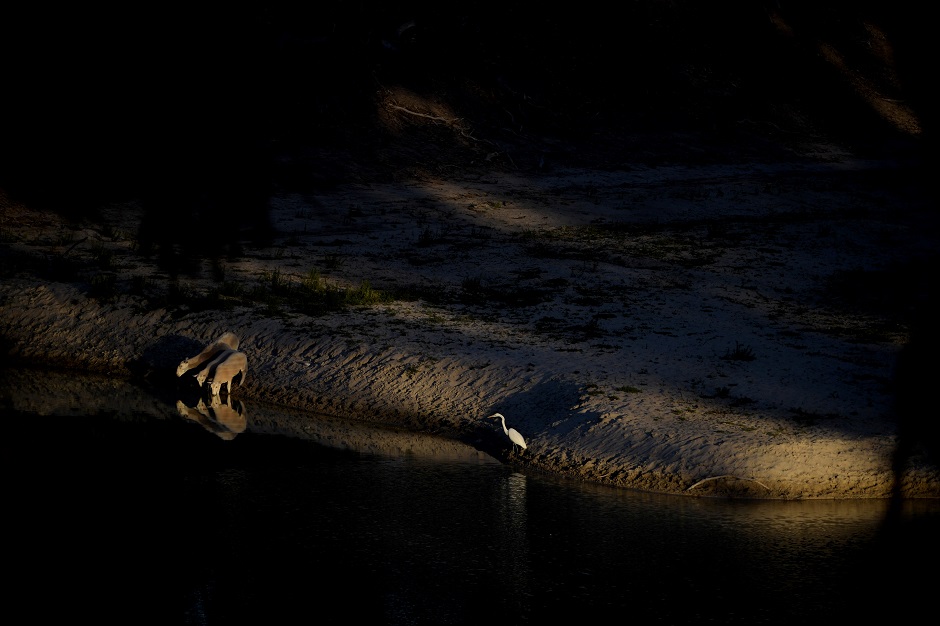 Sheep and a bird drink from a pool on the riverbed of the Darling River. PHOTO: REUTERS