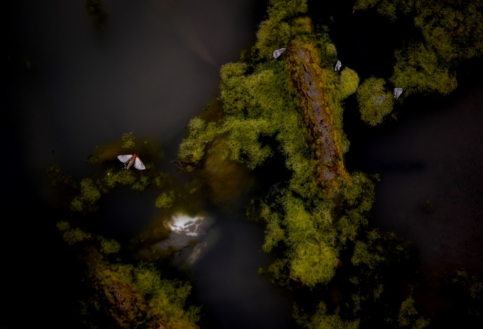 A dead moth floats in a festering pool in the shrinking Darling River in Menindee. PHOTO: REUTERS