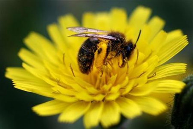 honey bees facing several existential threats honey bees facing several existential threats