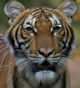 tiger at new york s bronx zoo tests positive for coronavirus tiger at new york s bronx zoo tests positive for coronavirus