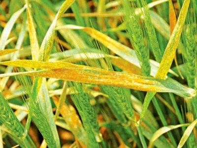researchers suggest delisting of 9 wheat varieties researchers suggest delisting of 9 wheat varieties