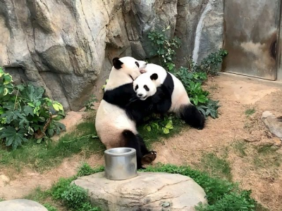 pandas use lockdown privacy to mate after a decade of trying pandas use lockdown privacy to mate after a decade of trying