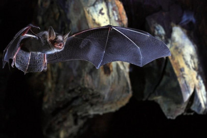 bats and the origins of outbreaks