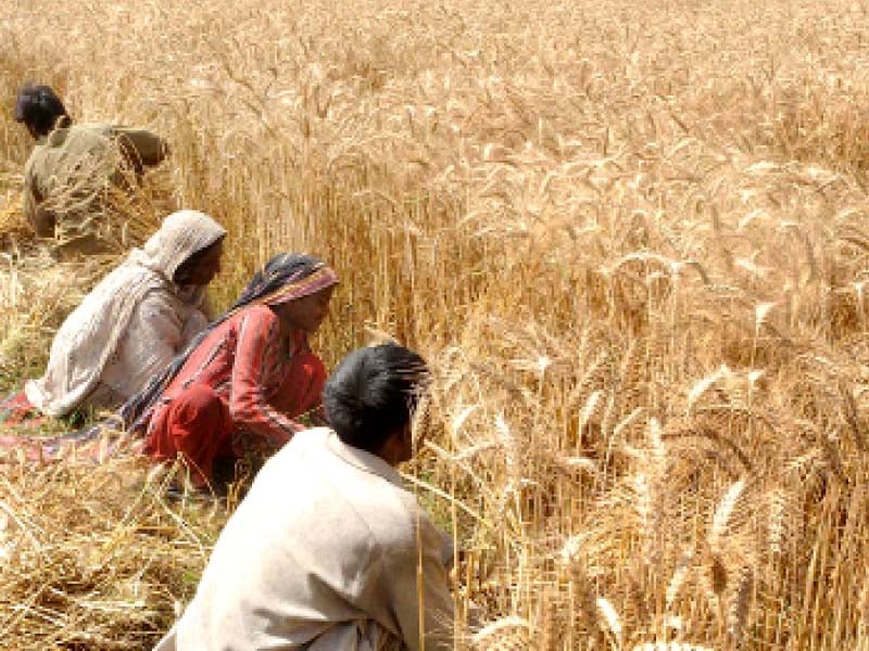 covid 19 scare govt sets 4 5m tonne wheat procurement target