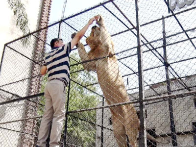 lockdown man comes closer to pet lions during crisis lockdown man comes closer to pet lions during crisis