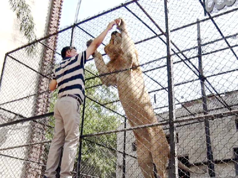 lockdown man comes closer to pet lions during crisis