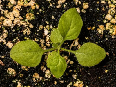 aussie native plant to help fast track covid 19 vaccine