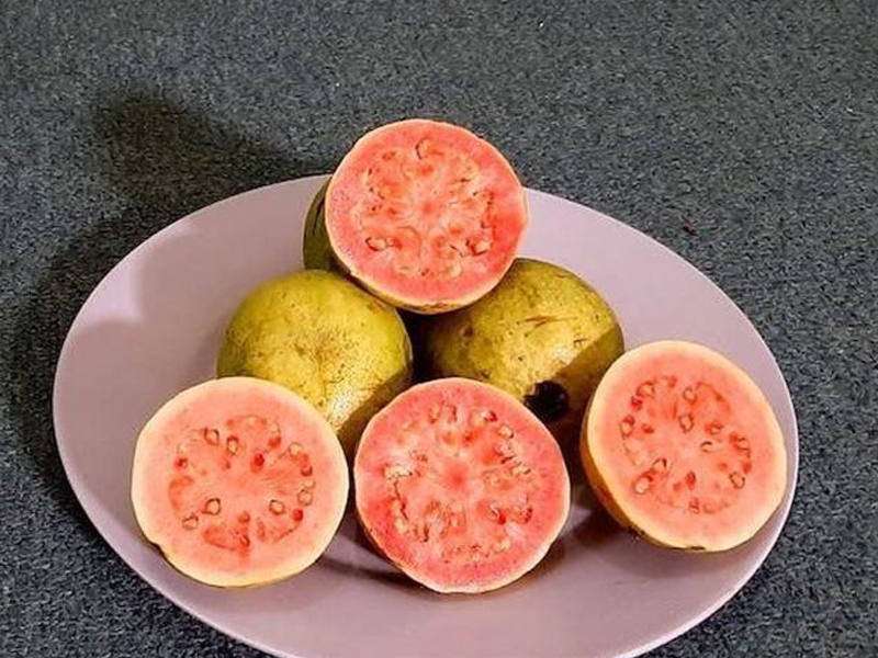 results of research show presence of potential anti viral anti microbial substances in red guava say experts photo anadolu agency