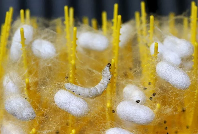 a reuters file photo of silk worms a reuters file photo of silk worms