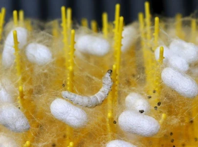 quiescent sericulture sector impoverishes households quiescent sericulture sector impoverishes households