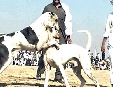 illegal fun dog fight draws large crowd