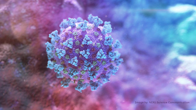 a computer image created by nexu science communication together with trinity college in dublin shows a model structurally representative of a betacoronavirus which is the type of virus linked to covid 19 better known as the coronavirus linked to the wuhan outbreak shared with reuters on february 18 2020 photo reuters