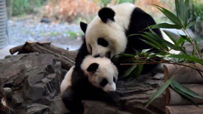 german zoo may have to feed animals to each other due to coronavirus lockdown