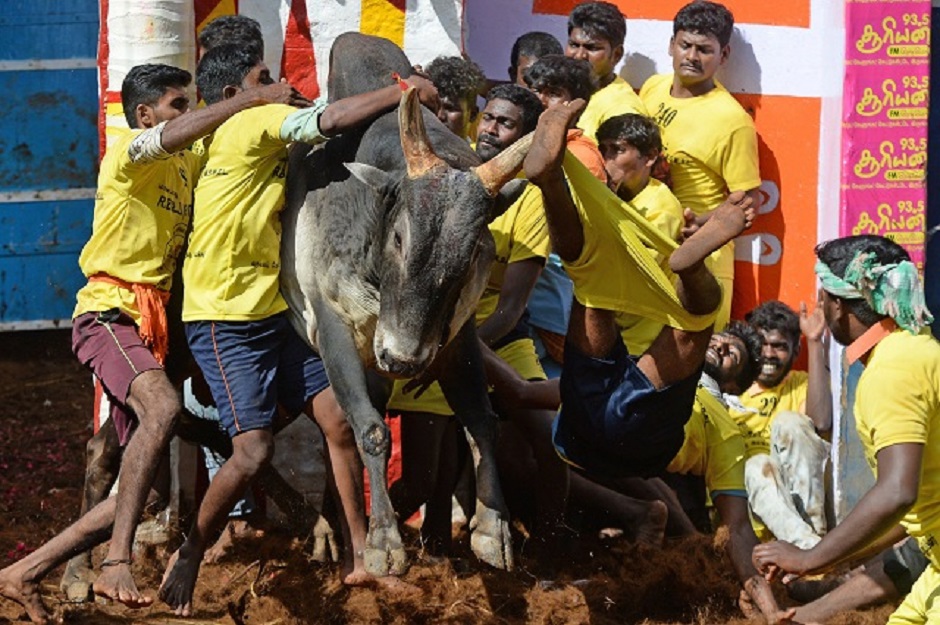 Participants try to control bulls during the annual bull taming festival. PHOTO: AFP